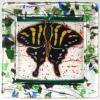 Fused Glass Swallowtail Butterfly plate. 10"x10". Butterfly wings were combed in the kiln