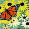 Majestic Monarch:
8"x10" stained glass mosaic on MDF with custom glass fusings. The monarch butterfly is flying over a field of black-eyed susan flowers.